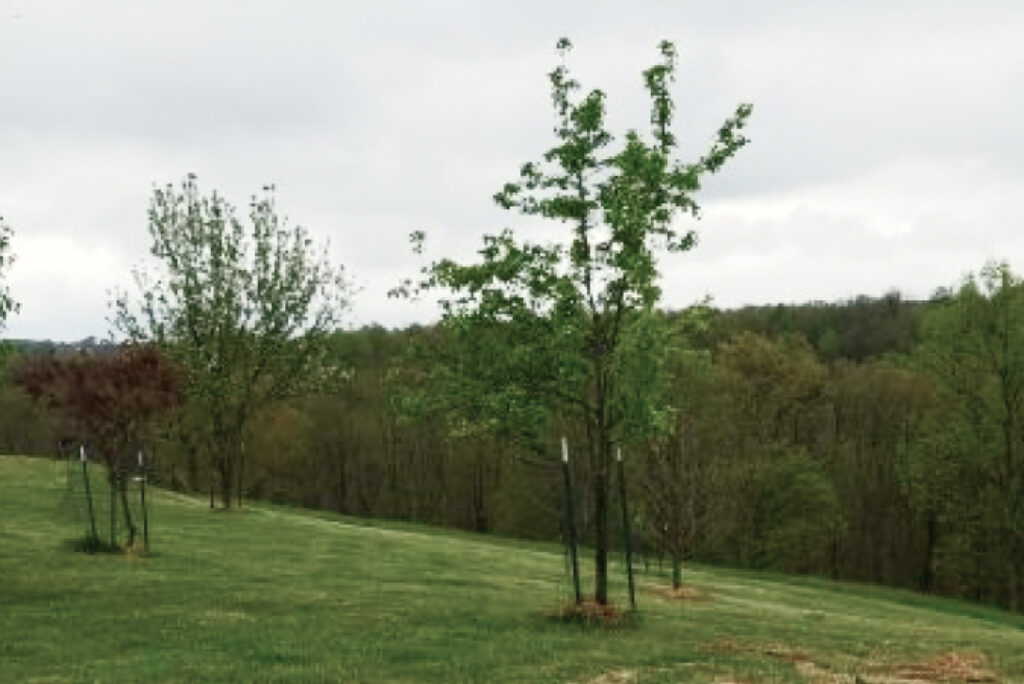 New Vrindaban Residents Grow Gardens For Food Security Amid COVID-19