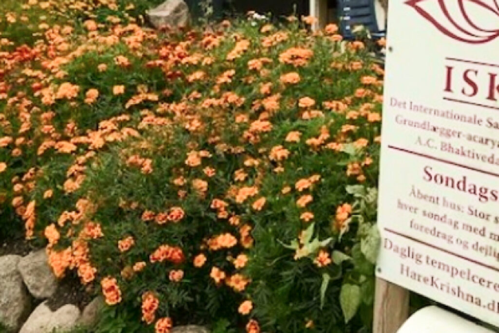 ISKCON Copenhagen City Garden Yields Fresh Produce Year Round